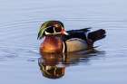 Wood Duck male in wetland-Marion County-Illinois Art Print